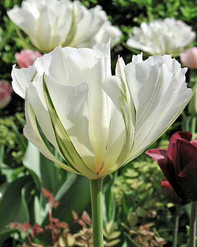 TULIPÁN White Valley 11/12, 100 ks